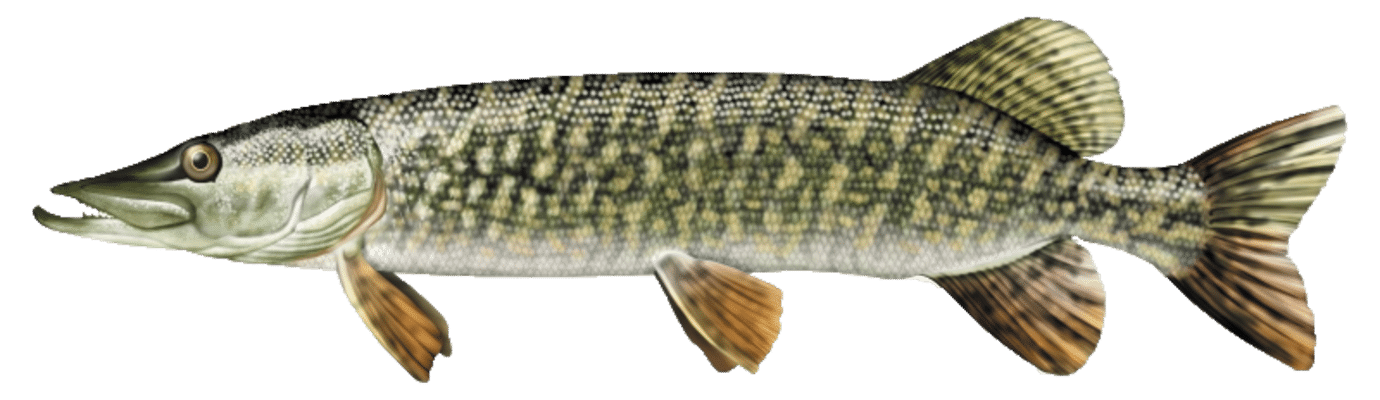 brochet